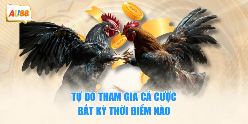 Đá Gà 2 Tự do tham gia cá cược bất kỳ thời điểm nào
